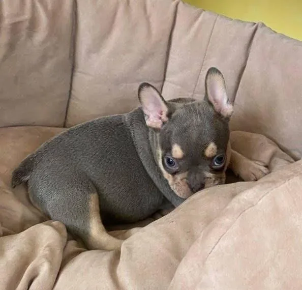 Rehoming beautiful Frenchie