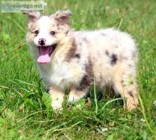 Top Healthy Australian Shepherd Puppies.