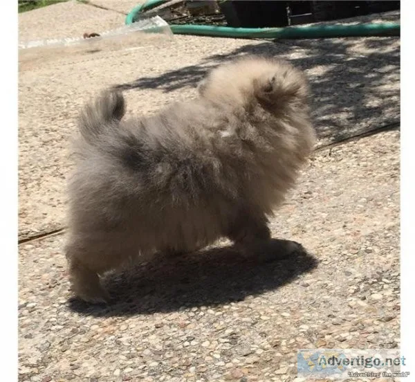 AKC CH Bloodline Sable Female Pomeranian