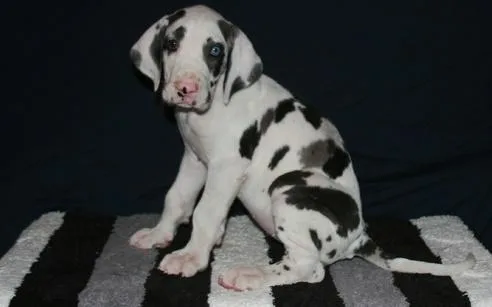 Great Dane puppies 3 boys and 2 girls