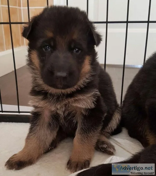 German Shepherd Puppies