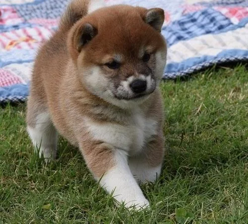 Shiba Inu Puppies For Sale.