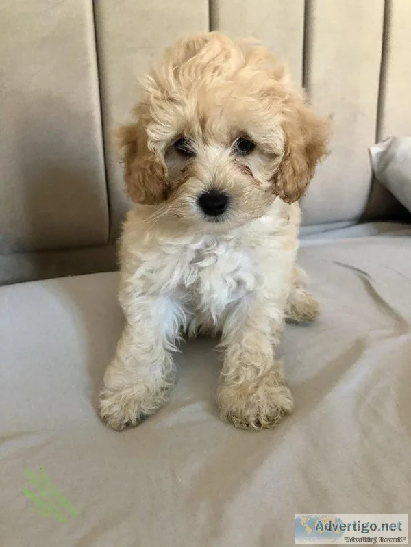 Super Maltipoo Puppies Available Now