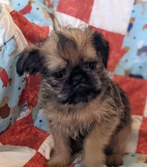 Beautiful Brussels Griffon Puppies For Sale.