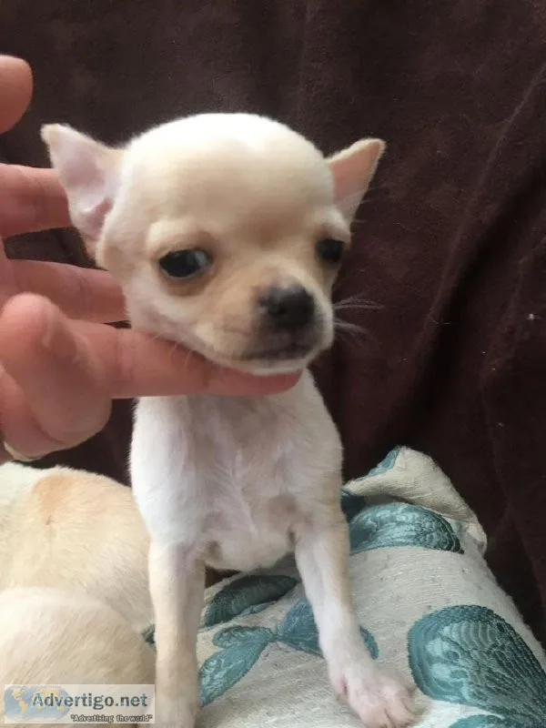 chihauhau puppies Ready to go to their forever homes