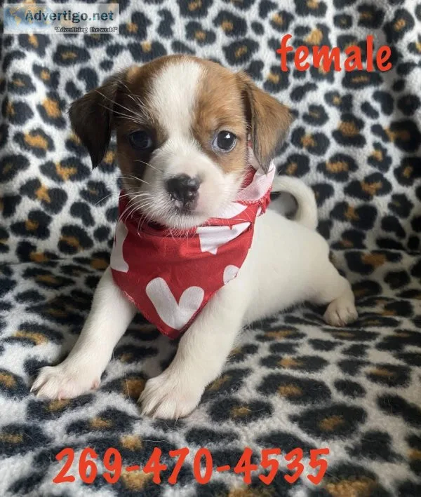 shitzujack russell mix