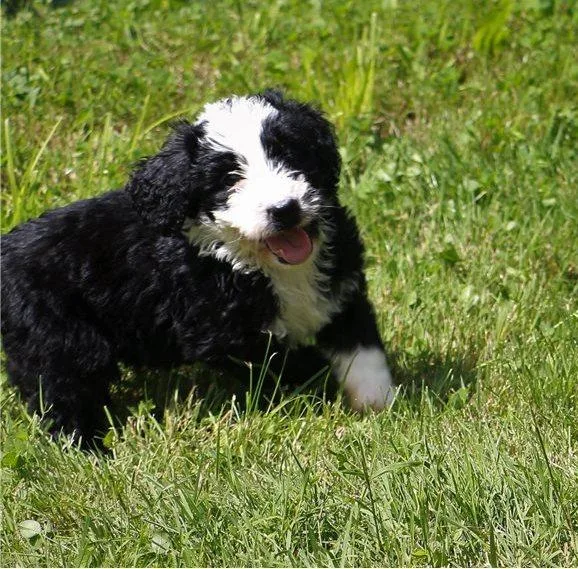 Adorable Bernese Doodle Puppies for Sale