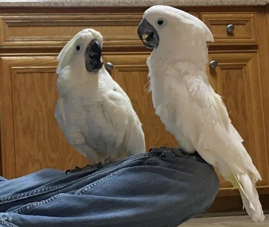 2 Cockatoos available (1 male and 1 female)