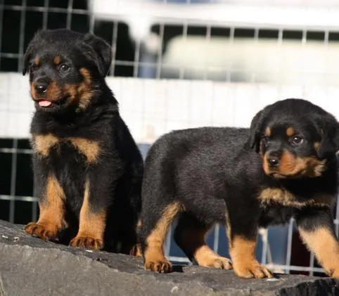 Rottweiler puppies available