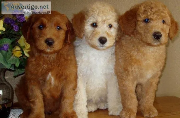 Labradoodle Puppies available