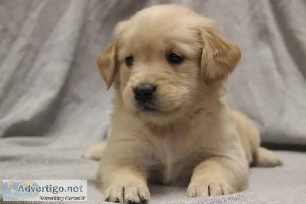 Beautiful healthy litter of golden retriever puppies