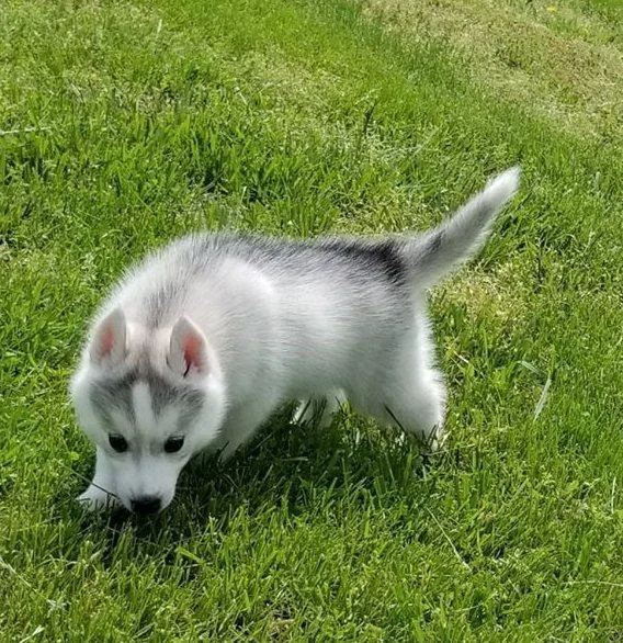 Adorable Siberian Husky Puppies.