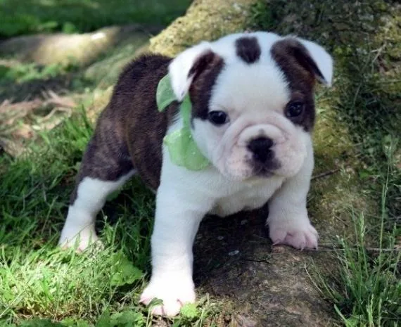 AKC Mini English Bulldog Puppies for sale.