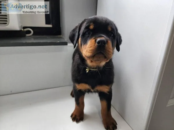 Males and females Rottweiler puppies for for sale.