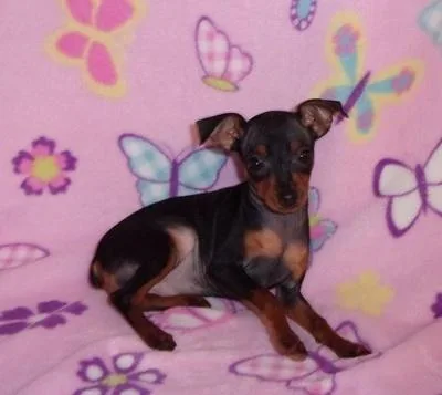 Miniature Pinscher Puppies for sale.