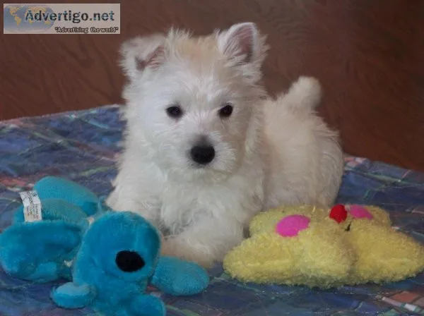 Purebred West Highland White Terrier Puppies For Sale.