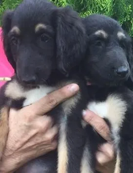 Healthy Afghan Hound Puppies for sale.