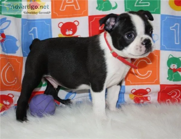 AKC Boston Terrier Puppies For Sale.