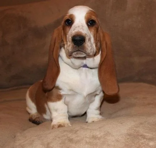 AKC Basset Hound Puppies for sale.