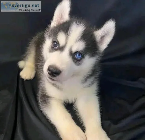 Healthy Siberian Husky Puppies