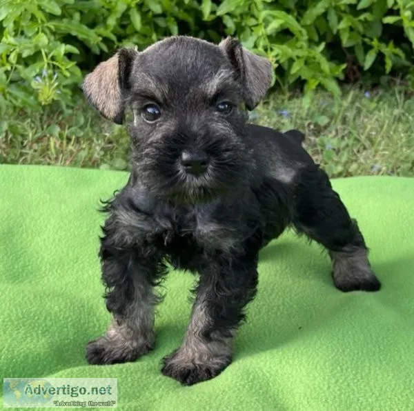 AKC Mini Schnauzer Puppies - Baby Boys
