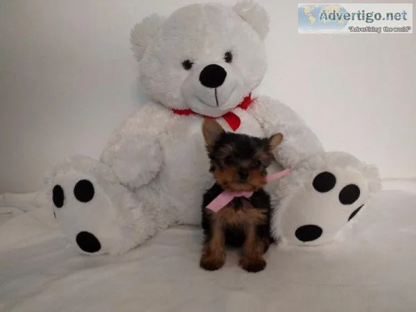 Amazing tea cup Yorkie puppies.