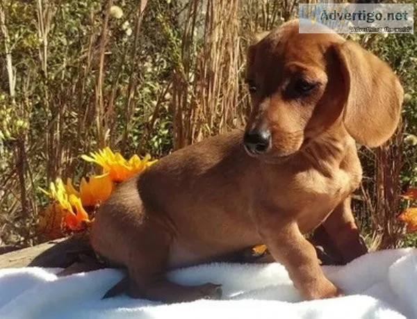 Gorgeous Dachshund Puppies for sale.