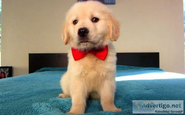 Golden retriever puppies from AKC registered