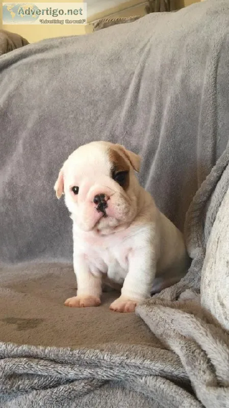 kc English Bulldog puppys