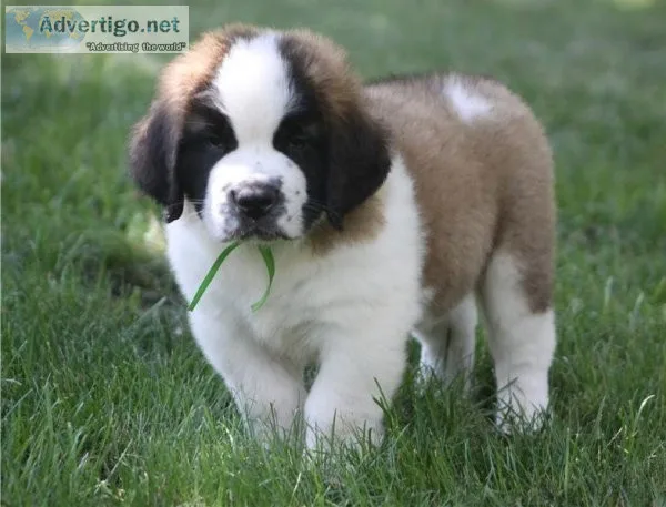 Adorable Saint Bernard Puppies For Sale