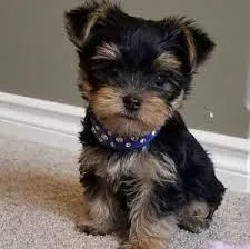 STRONG AND LOVELY YORKIE PUPPIES READY TO GO NOW TO GOOD FAMILY 