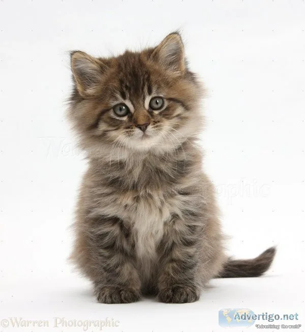 EXOTIC GREY ADORABLE MAINCOON KITTEN
