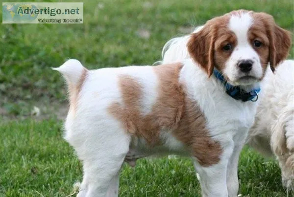 Brittany Spaniel puppies available