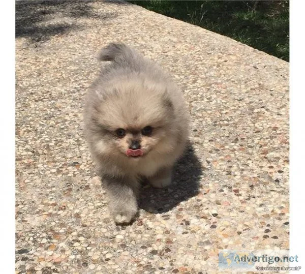 Merle Colored Pomeranian