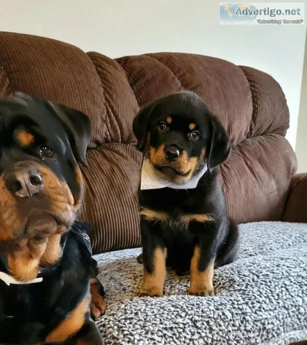 ROTTWEILER PUPPIES FOR SALE TODAY