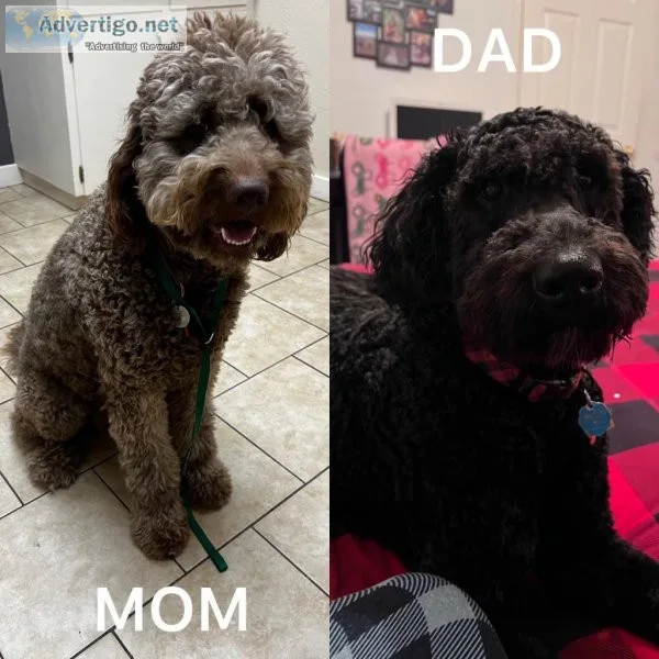 Golden Doodles