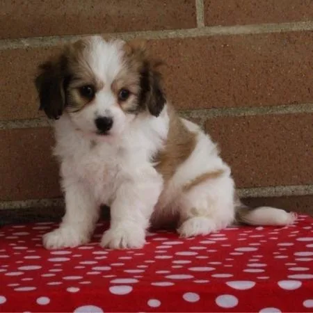 Beautiful Cavachon puppies Available now