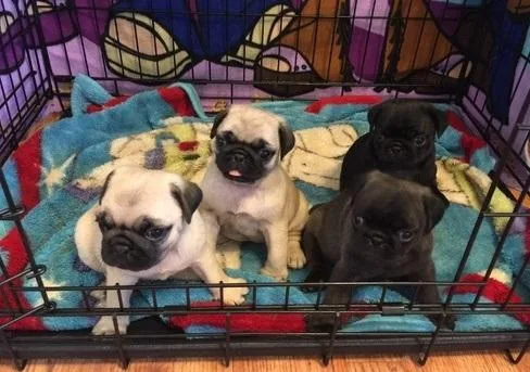 Fawn and Black Pug puppies For Sale.