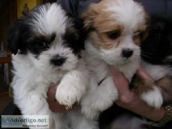 Lhasa Apso puppies ready to go now.