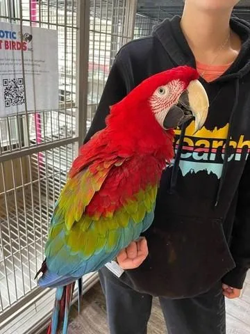 2 Green Wings Macaws available