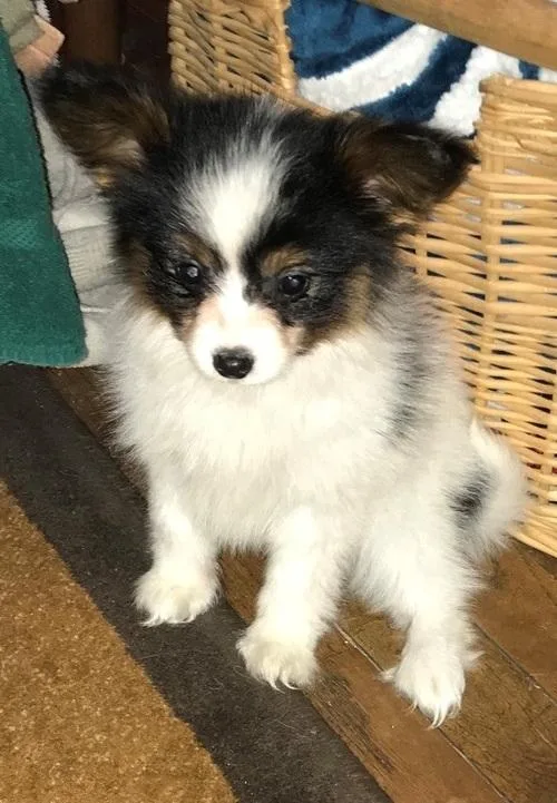 Papillon puppies (boys and girs) for sale.