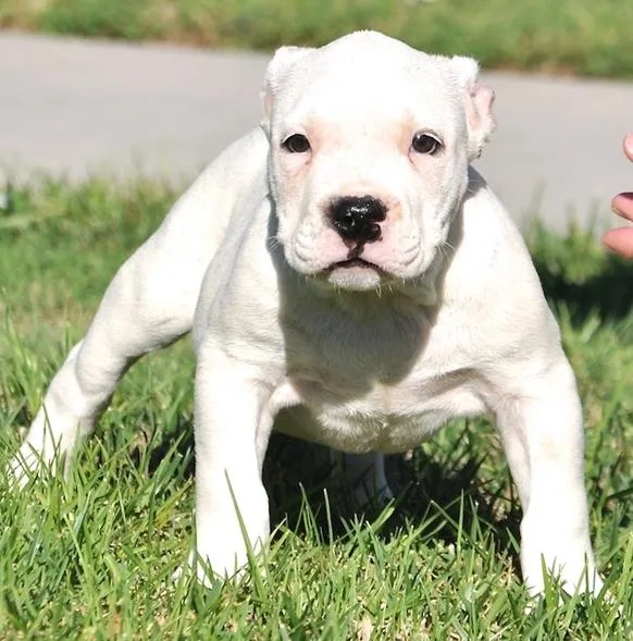 UKC American Pit Bull Terrier Puppies For Sale.
