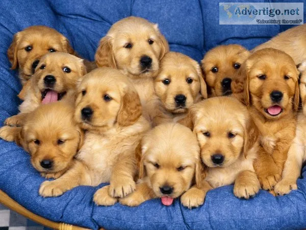 Affectionate Golden Retriever Puppies