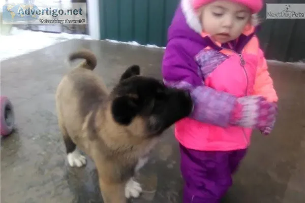 Healthy Akita puppies for sale.