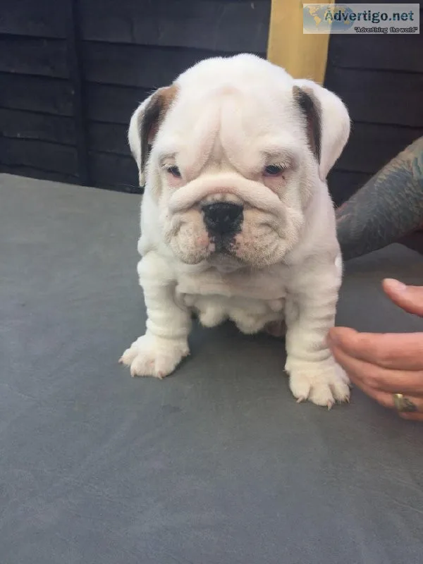 Playful and sweet English bulldog