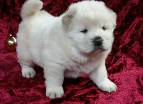 AKC Registered Chow Chow Puppies For Sale