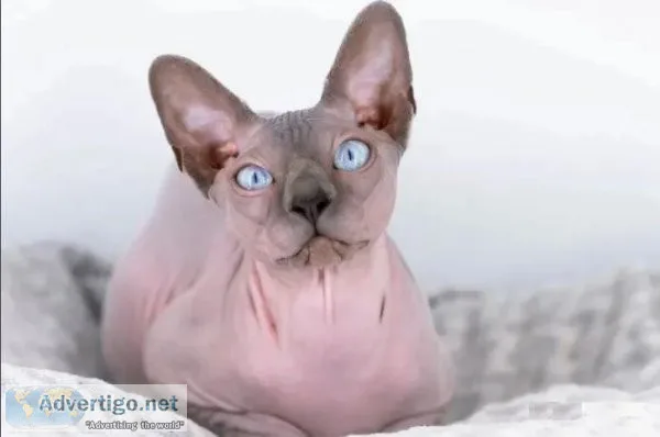 5 Sphynx.