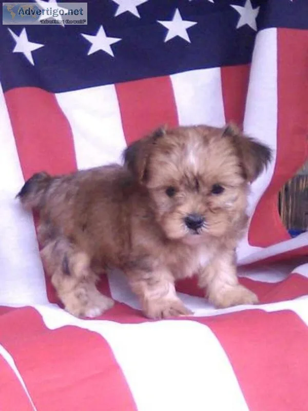 Jasper shorkie