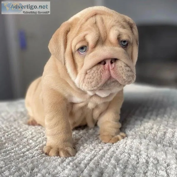 Beautiful English bull dog Puppies