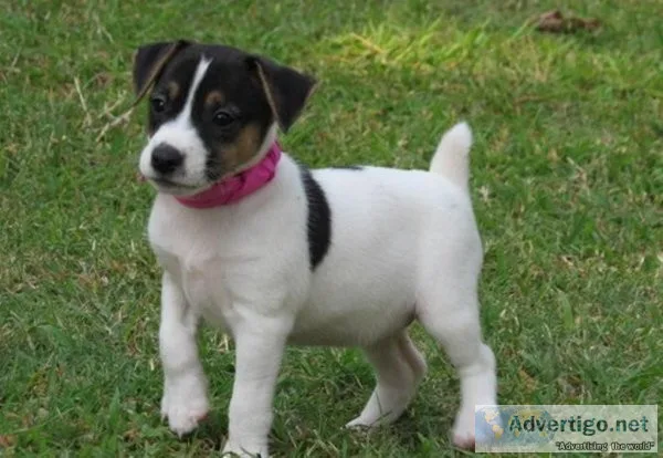 Jack Russel Terrier Puppies for sale